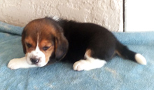 Martina Boy 2 Side 4 weeks